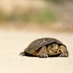 A small turtle on the beach.