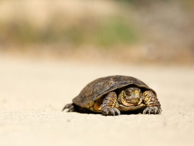 A small turtle on the beach.